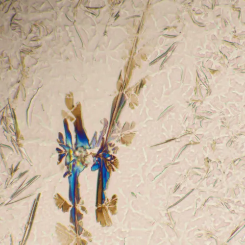 Abbildung MAGUS Bio 290T Biologisches Mikroskop,  25