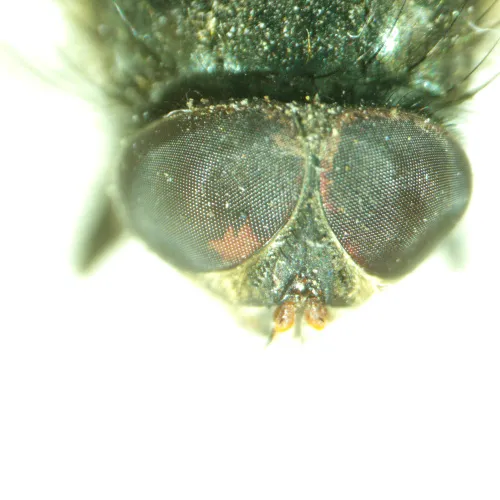 Foto MAGUS Stereo A8 Stereomikroskop,  14