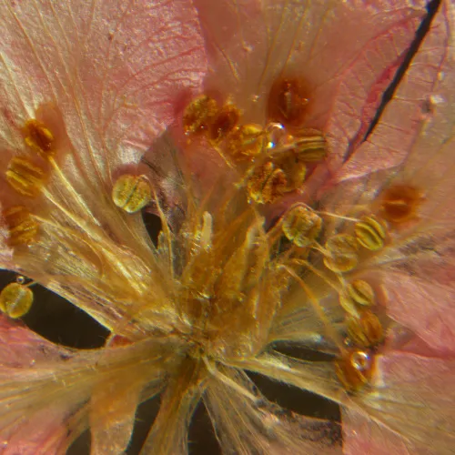 Bild MAGUS Stereo A6 Stereomikroskop,  16