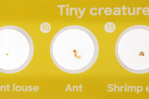 Foto Levenhuk Discovery Fauna – Präpariertes Lebewesen-Probenträgerset, 12 Stück,  6