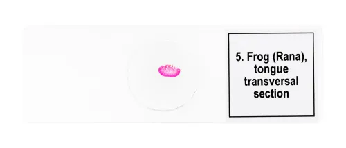 Abbildung Mikropräparate-Set Levenhuk Discovery Prof DPS 5. „Amphibien“,  8