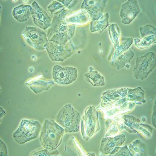 Fotografie MAGUS Bio V360 Biologisches Inverses Mikroskop,  23
