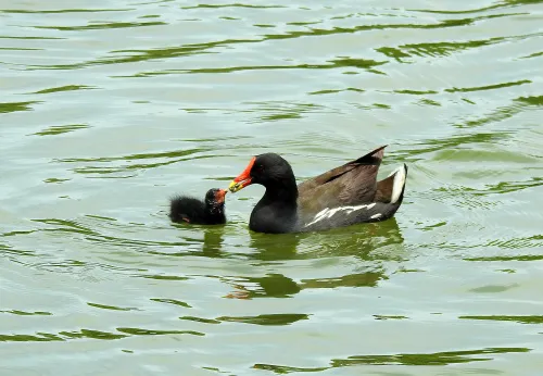 Abbildung Levenhuk Kelvin MAK127 AZ GOTO Wi-Fi Fototeleskop,  14