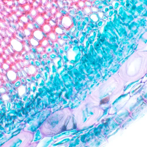 Fotografie MAGUS Bio 230T Biologisches Mikroskop,  20