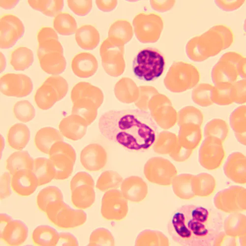 Foto MAGUS Bio 250B Biologisches Mikroskop,  20