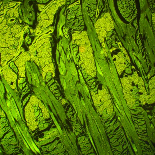 Foto MAGUS Lum 460L Fluoreszenzmikroskop,  21