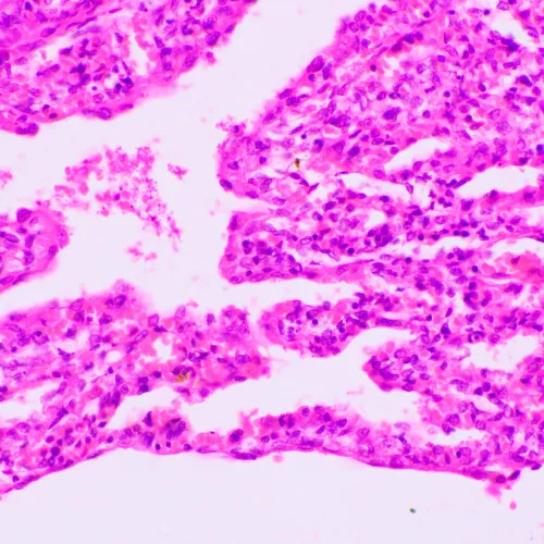 Foto MAGUS Bio 270T Biologisches Mikroskop,  23