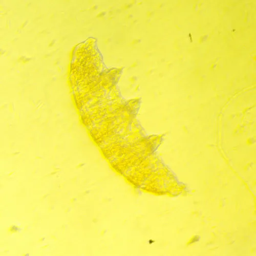 Abbildung MAGUS Bio V350 Biologisches Inverses Mikroskop,  19