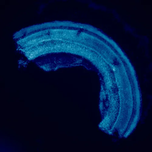 Foto MAGUS Lum 460L Fluoreszenzmikroskop,  23