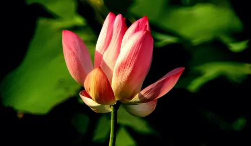 Abbildung Levenhuk Kelvin MAK127 AZ GOTO Wi-Fi Fototeleskop,  15