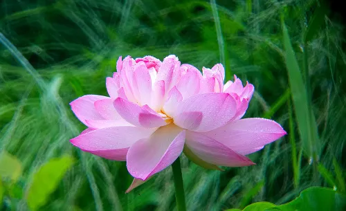 Bild Levenhuk Kelvin MAK80 AZ Fototeleskop,  18