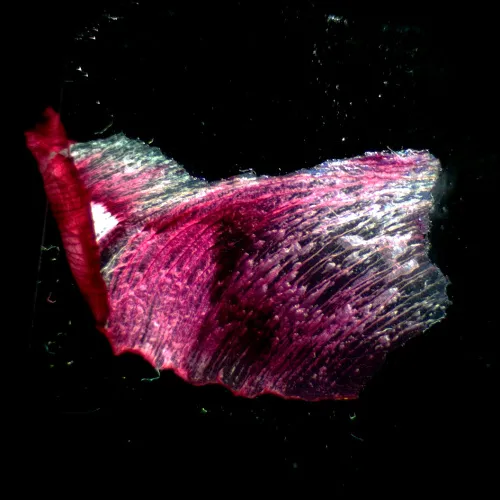 Bild MAGUS Stereo A18T Stereomikroskop,  3