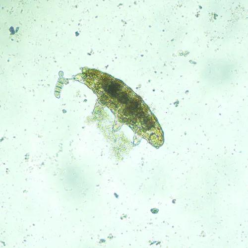 Foto MAGUS Bio V300 Biologisches Inverses Mikroskop,  13