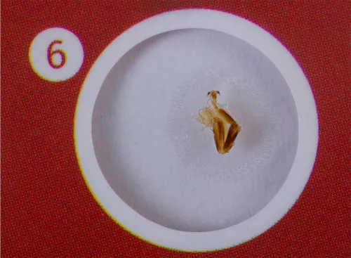 Fotografie Levenhuk LabZZ C12 – Präpariertes Lebewesen-Probenträgerset,  5