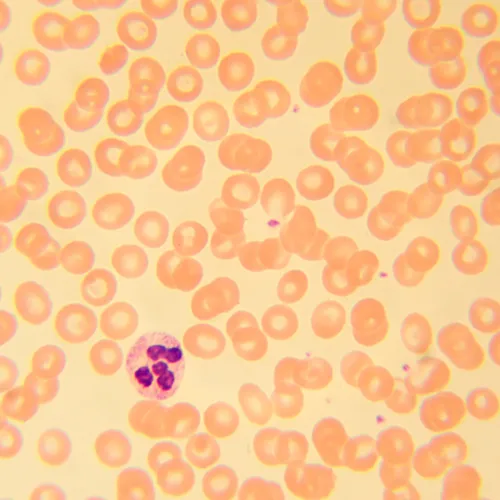 Abbildung MAGUS Bio 230B Biologisches Mikroskop,  22