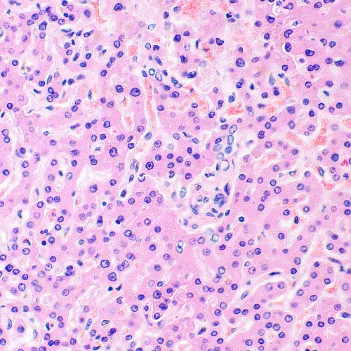 Abbildung MAGUS Bio 290T Biologisches Mikroskop,  28