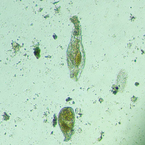 Fotografie MAGUS Bio VD300 Biologisches Inverses Digitalmikroskop,  18