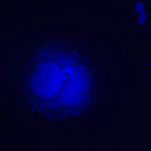 Foto MAGUS Lum V500L Inverses Fluoreszenzmikroskop,  19