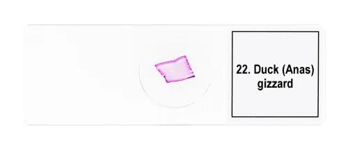 Abbildung Mikropräparate-Set Levenhuk Discovery Prof DPS 25. „Biologie, Vögel, etc.“,  11