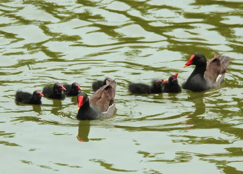 Fotografie Levenhuk Kelvin MAK60 Mini-AZ-Fototeleskop,  15
