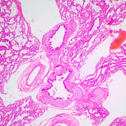 Bild MAGUS Bio 240T Biologisches Mikroskop,  23