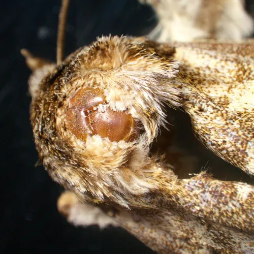 Bild MAGUS Stereo A18T Stereomikroskop,  6