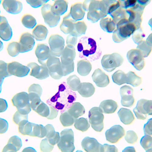 Fotografie MAGUS Bio 230BL Biologisches Mikroskop,  21