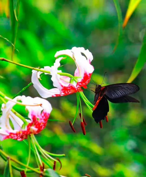 Fotografie Levenhuk Kelvin MAK60 Mini-AZ-Fototeleskop,  16