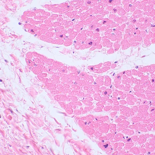 Fotografie MAGUS Bio 230BL Biologisches Mikroskop,  22