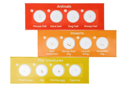 Foto Levenhuk Discovery Fauna – Präpariertes Lebewesen-Probenträgerset, 12 Stück,  3