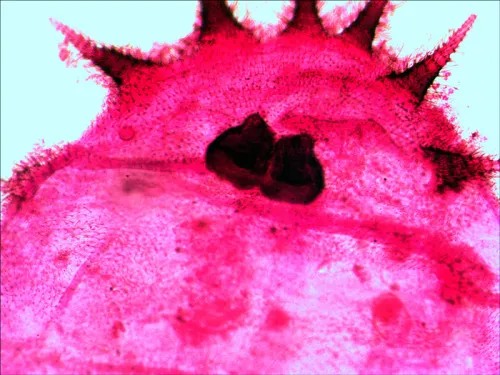 Bild Levenhuk N20 NG Objektträger-Set mit vorbereiteten Proben,  12